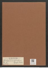 Rhabdonema arcuatum (Lyngb.) Kuetz. (de-Toni-Nr.: Genus 95, Species 3065) Zeichnungen Sammlung Grunow Mappe 03297 (Herbarium_W_Grunow_drawings_Folder_03297)